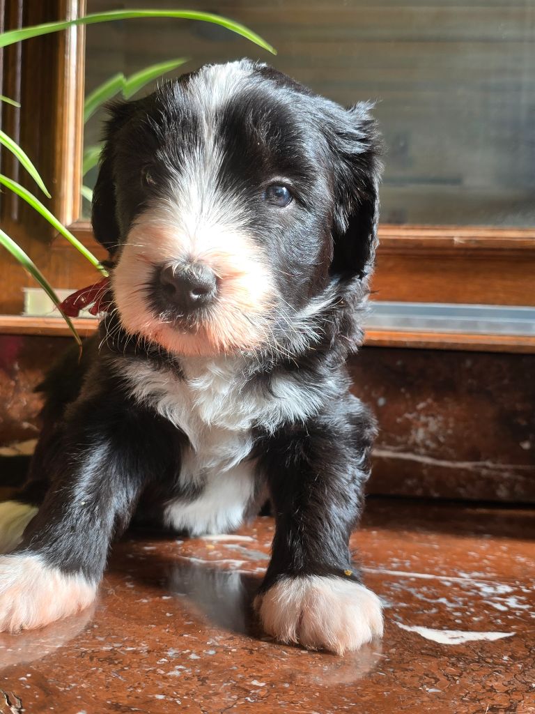 Des Compagnons Du Bonheur - Chiot disponible  - Bearded Collie