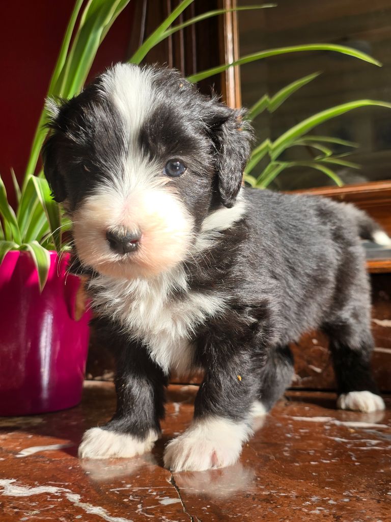 Des Compagnons Du Bonheur - Chiot disponible  - Bearded Collie