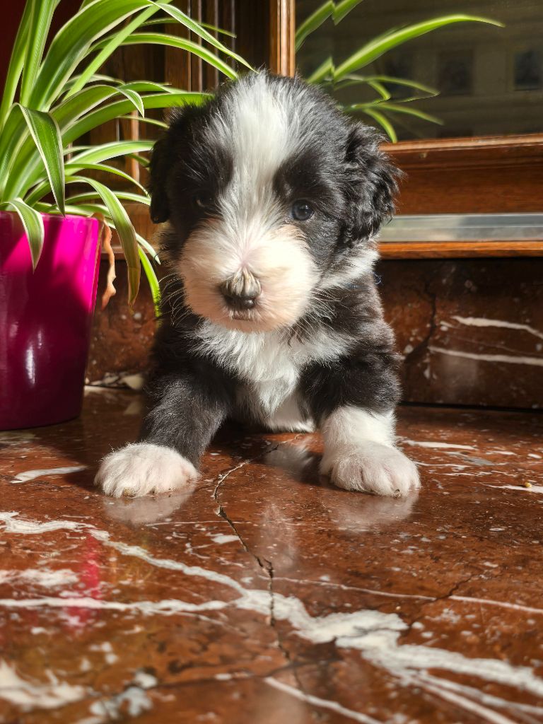 Des Compagnons Du Bonheur - Chiot disponible  - Bearded Collie