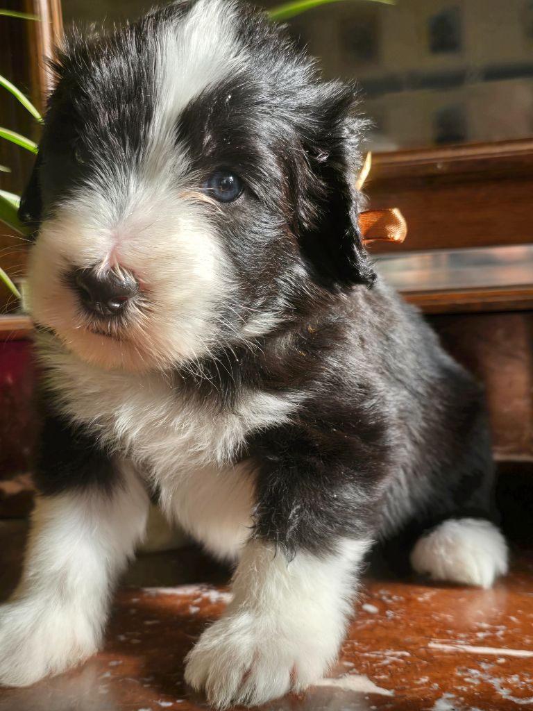 Des Compagnons Du Bonheur - Chiot disponible  - Bearded Collie