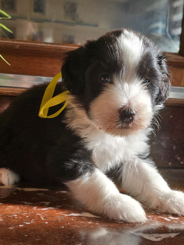 Des Compagnons Du Bonheur - Chiot disponible  - Bearded Collie