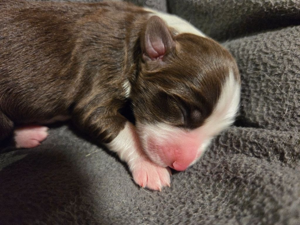 Des Compagnons Du Bonheur - Chiots disponibles - Bearded Collie