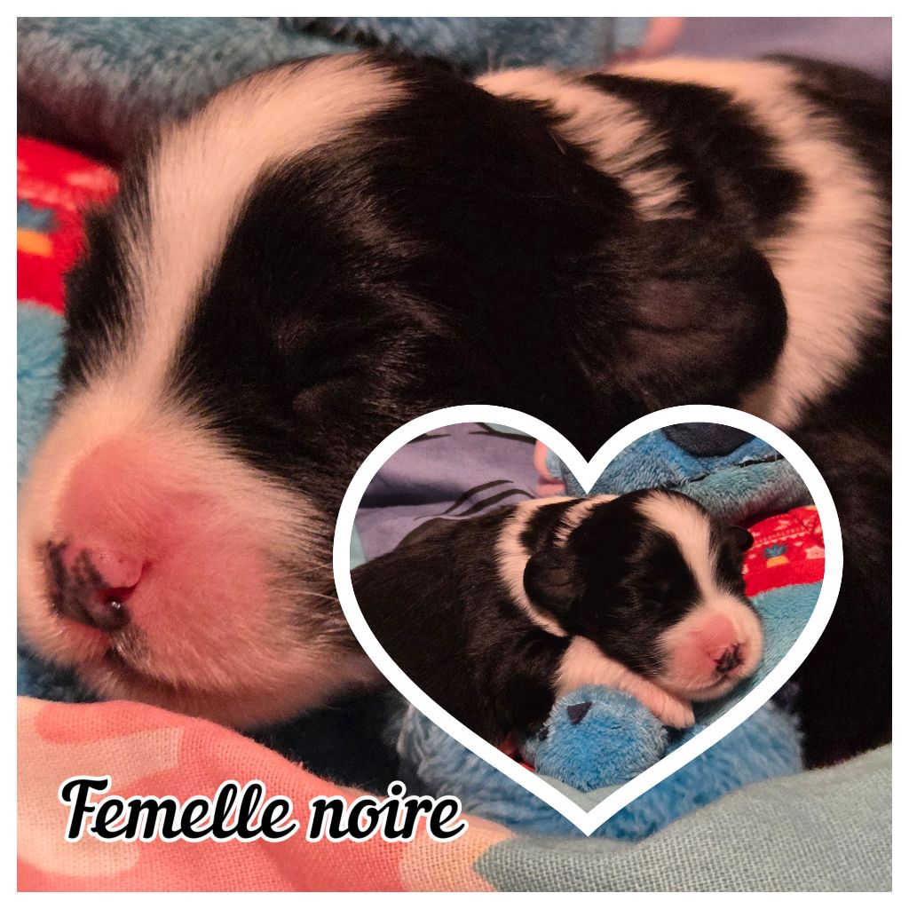 Des Compagnons Du Bonheur - Chiots disponibles - Bearded Collie