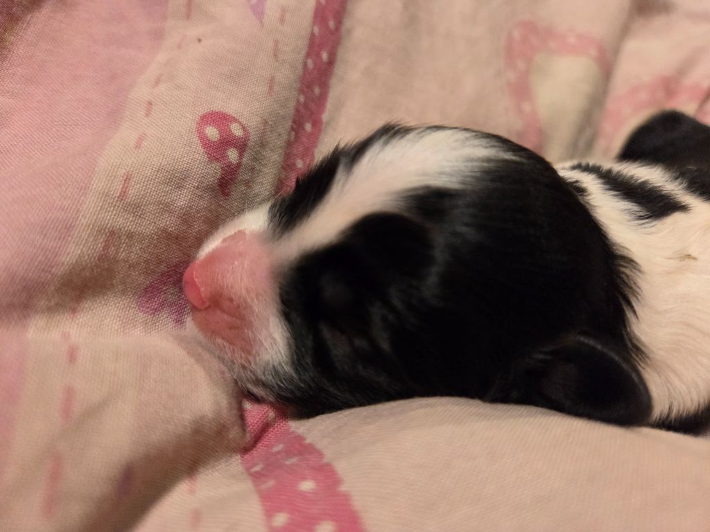Des Compagnons Du Bonheur - Chiots disponibles - Bearded Collie