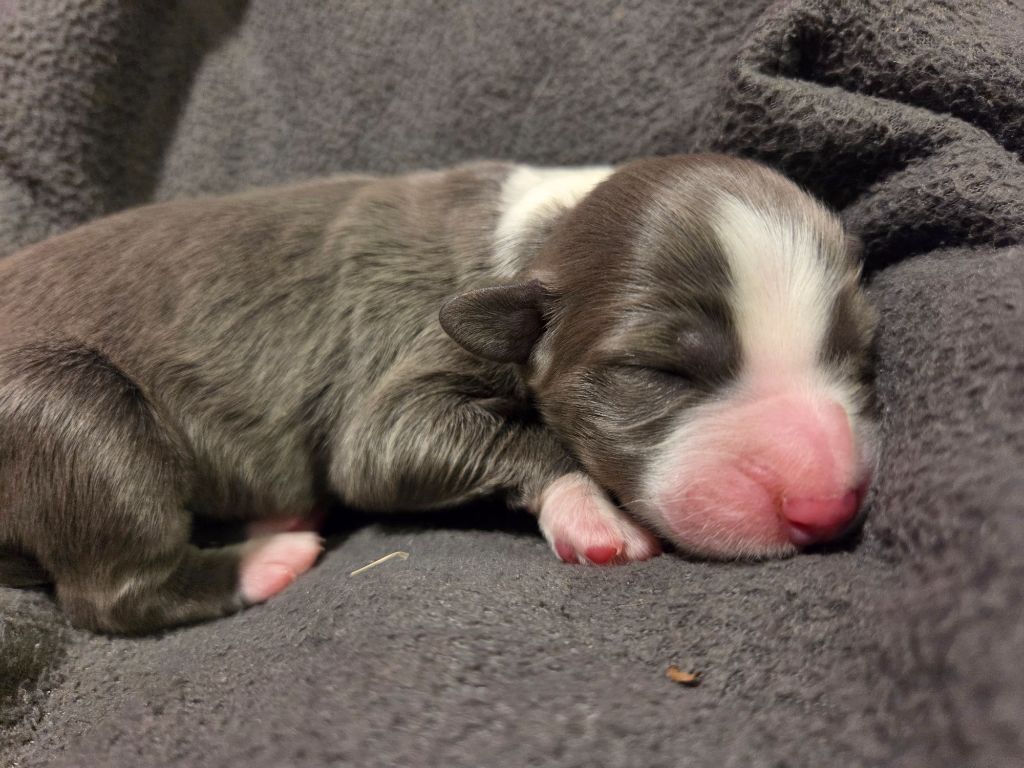 Des Compagnons Du Bonheur - Chiots disponibles - Bearded Collie
