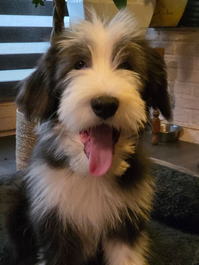 Des Compagnons Du Bonheur - Chiots disponibles - Bearded Collie
