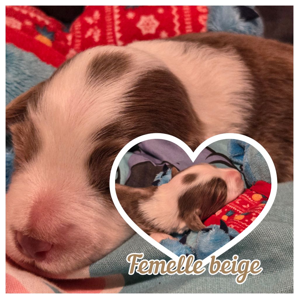 Des Compagnons Du Bonheur - Chiots disponibles - Bearded Collie