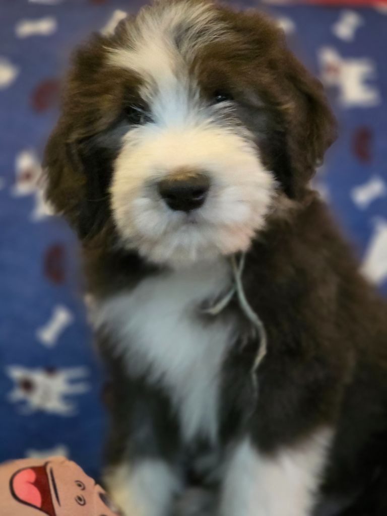 Des Compagnons Du Bonheur - Chiots disponibles - Bearded Collie