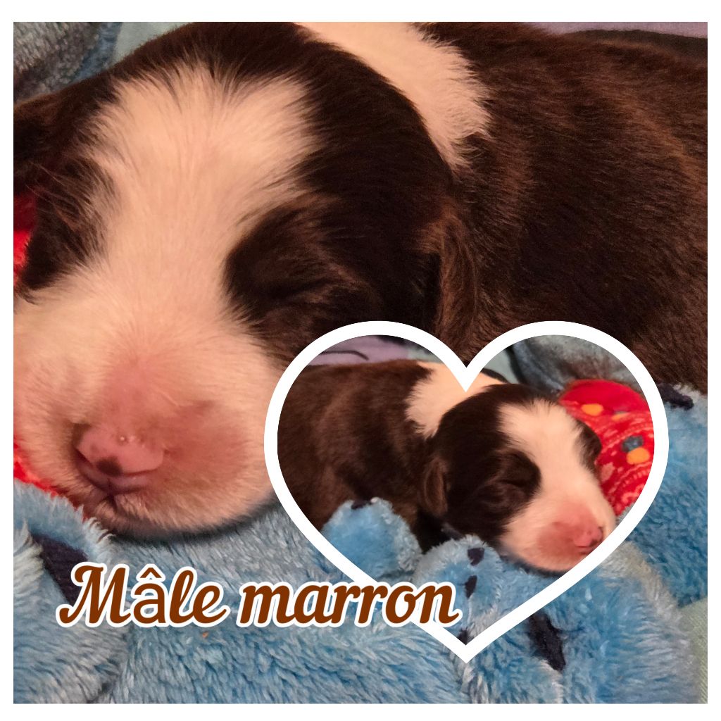 Des Compagnons Du Bonheur - Chiots disponibles - Bearded Collie