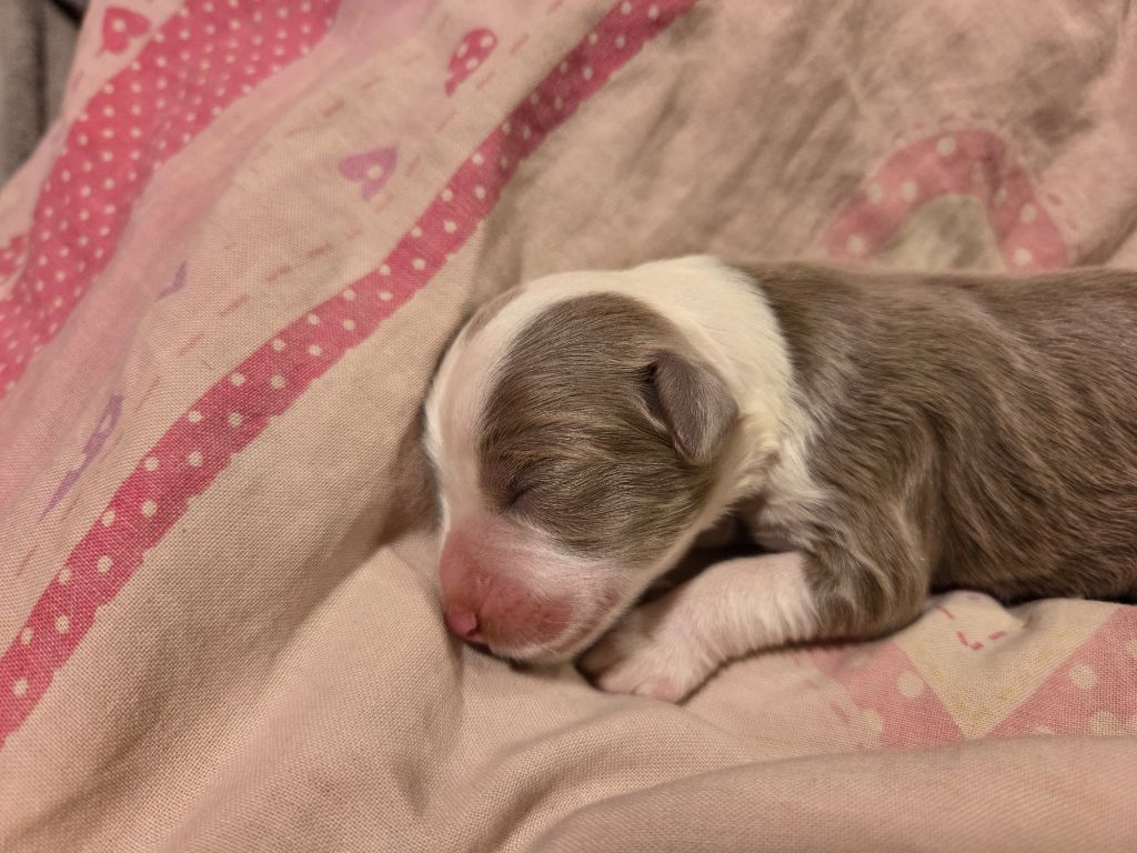 Des Compagnons Du Bonheur - Chiots disponibles - Bearded Collie
