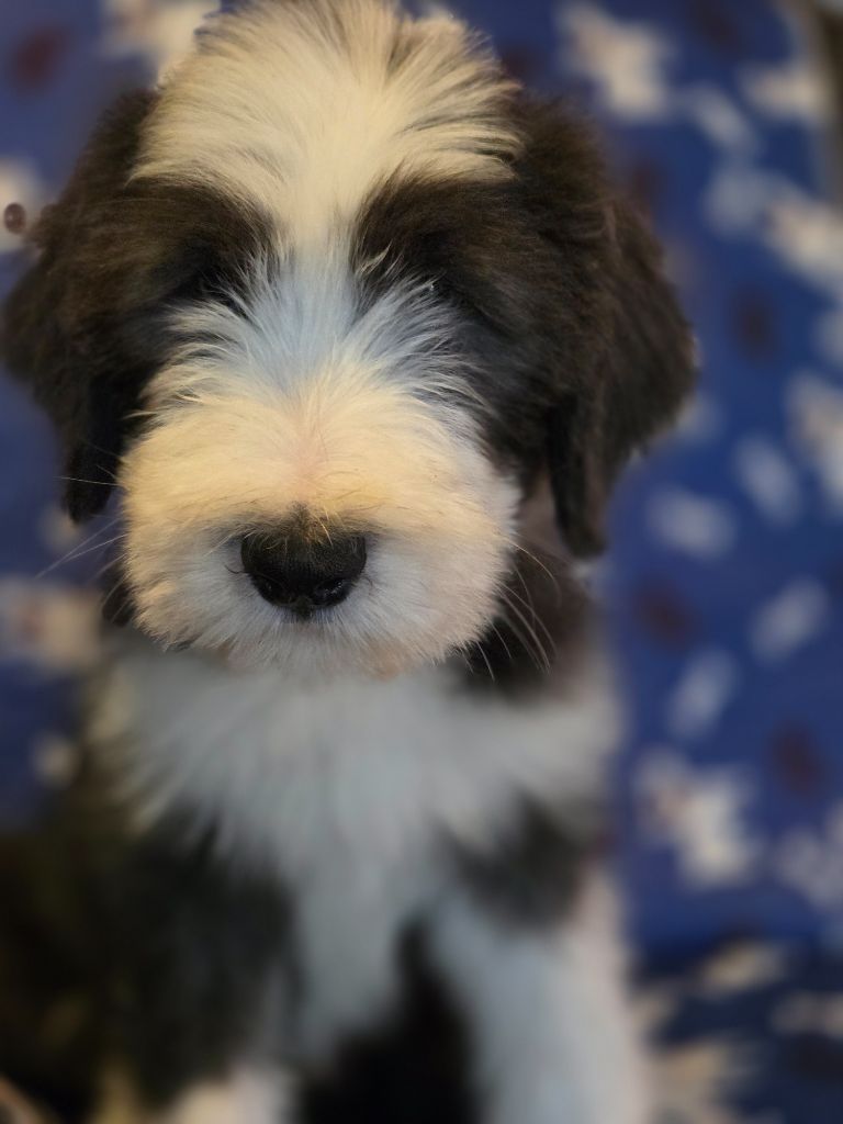 Des Compagnons Du Bonheur - Chiots disponibles - Bearded Collie
