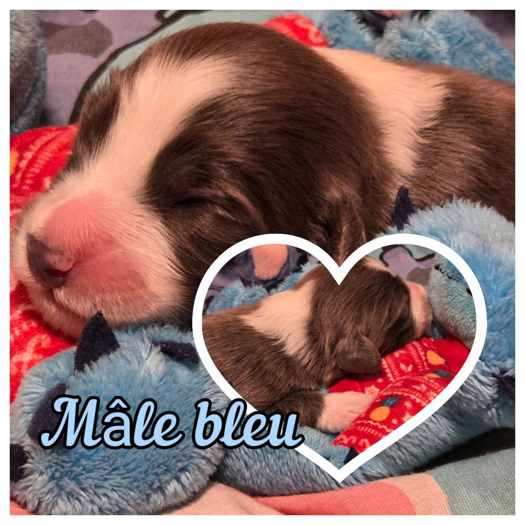 Des Compagnons Du Bonheur - Chiots disponibles - Bearded Collie