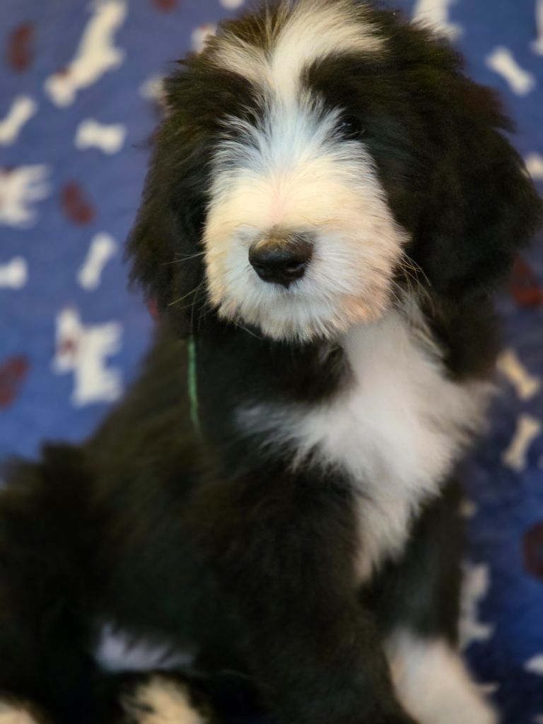 Des Compagnons Du Bonheur - Chiots disponibles - Bearded Collie